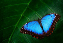 Die Mischeinnahme von L-Thyroxin und NDT