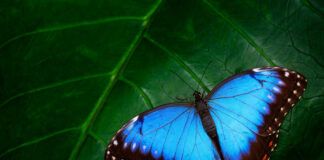 Die Mischeinnahme von L-Thyroxin und NDT