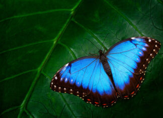 Die Mischeinnahme von L-Thyroxin und NDT