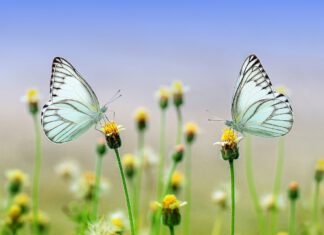 Nebennierenschwäche Temperatur-Beispiel nach Dr. Rind