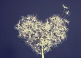 Dr. John C. Lowe: Drei Fibromyalgie-Studien mit T3 only