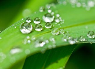 Langzeit-Fibromyalgie-Studie mit T3 only