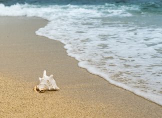 Dosierung von Schilddrüsenpulver nach Dr. Lowe