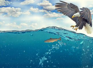 Attacken gegen Armour Thyroid