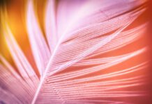 Studie: Fibromyalgie bei Schilddrüsenhormonresistenz