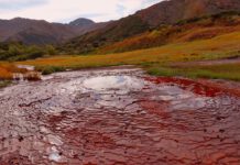 Das Ferritin – Eisenverluste bei Frauen in Zahlen