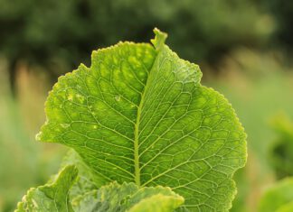 Fallstudie mit T3 only bei Übergewicht