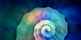 Keine Angst vor Borreliose – Mein Weg aus der Borreliose