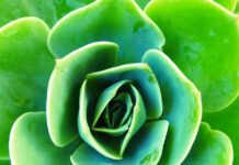 Leiden Sie an einer Schilddrüsenhormonresistenz?