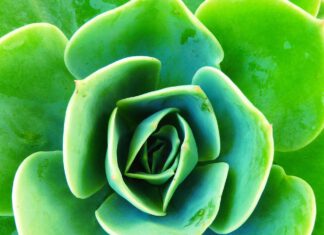 Leiden Sie an einer Schilddrüsenhormonresistenz?