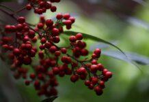 Wie (un)gefährlich ist T3 wirklich?