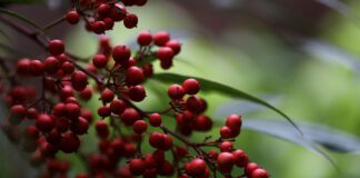 Wie (un)gefährlich ist T3 wirklich?