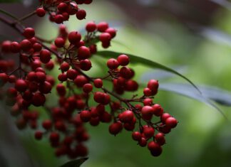 Wie (un)gefährlich ist T3 wirklich?